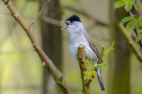 Blackcap, blackcap, blackcap, Sylvia atricapilla, birds, song, male, passeri, singing, songbirds,