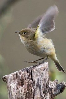 Chiffchaff, phylloscopus collybita, zilpzalp, birds, high size, portrait format, passeri,