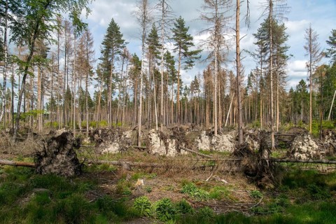 Bark beetles, intensive forestry, dead wood, forest damage, forest damage, forest death