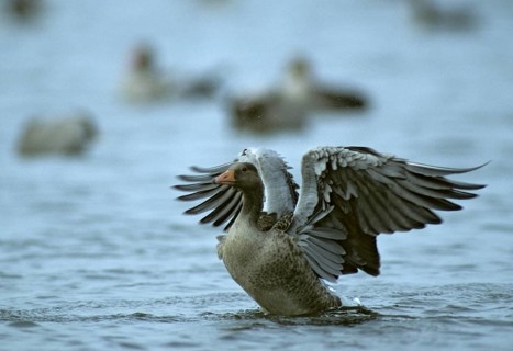 Anser Anser, Greylag or Graylag Goose, Grelag Goose, Anatidae, Birds, Duckbirds, Goose, Plumage