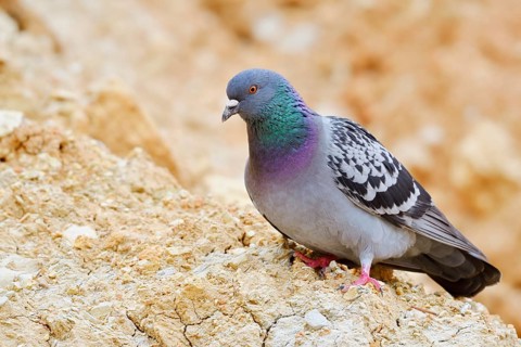 Rock pigeon (Columba livia), Algarve, Portugal