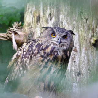 Eurasian Eagle-owl (Bubo bubo), sitting on a branch of a dead spruce in the forest, North