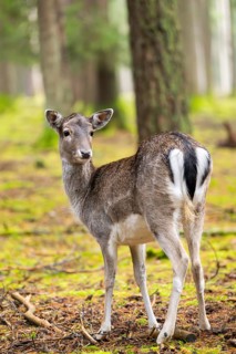 European fallow deer (Dama dama) doe in a forest in autumn, Bavaria, Germany