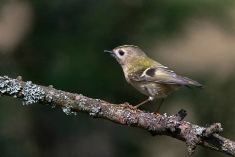 Goldcrest, golden chicken, Regulus regulus, winter golden chicken, birds, passeri, songbirds, birds