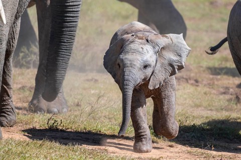 Cute little elephant, young animal, herd of African elephants (Loxodonta africana), Addo Elephant