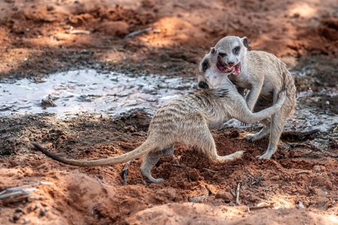 Fighting meerkats (Suricatta suricata), Kgalagadi Transfrontier Park, Northern Cape, South Africa