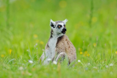 A ring-tailed lemur (Lemur catta) is sitting in a meadow, in captivity, found in Madagascar