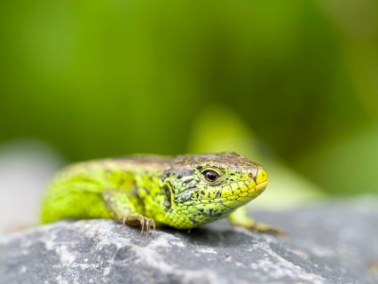 A male sand lizard (Lacerta agilis) is resting on a stone, Solms, Hesse, Germany