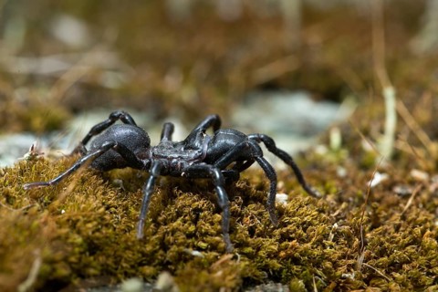 Atypus affinis, common wallpapering spider, mygalomorphae, purseweb spider, tarantula spider,