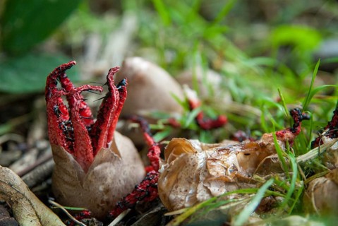 Anthurus archeri, clathrus, clathrus archeri, grids, phallales, stinkmorel-like, squid mushroom,
