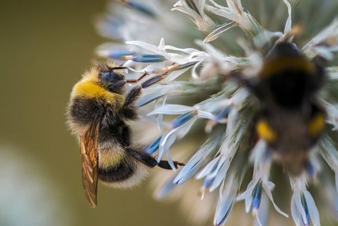 Apidae, bees, bombus lucorum, hymenoptera, insects, male, white-tailed bumblebee, hymenoptera,
