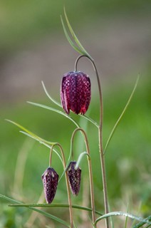 Fritillaria meleagris, lapwing egg, liliaceae, lily family, chess flower, checkerboard flower,