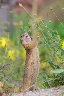 A fully grown European ground squirrel (Spermophilus citellus) eats seats, leaves and flowers in a