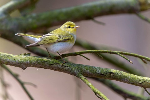 Phylloscopus sibilatrix, woodwarbler, birds, passeri, songbirds, songbirds, birds
