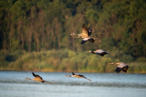 Crane, grus grus, crane, birds, gruidae, gruiformes, cranes, waitbirds, birds