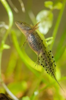 Great crested newt, crested newt, northern crested newt, Triturus cristatus, amphibians,