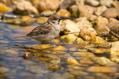 Tree Sparrow, Passer Montanus, Sparrow, Tree Sparrow, Bath, Bird Bath, Birds, Passeri, Songbirds,