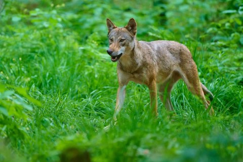 A wolf moves through thick, green grass in the forest, summer, wolf (Canis lupus), Germany
