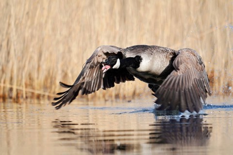A Canada goose (Branta canadensis) takes off from the water and calls out, North Rhine-Westphalia,