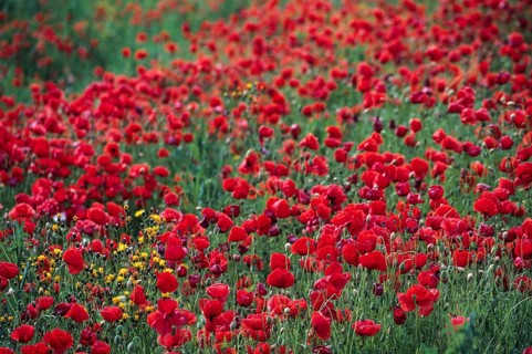 Flanders poppy, corn poppy, poppy, poppy, poppy, papaver rhoeas, papaveraceae, common poppy,