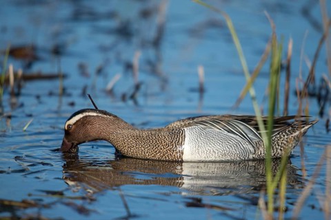 Anas Querquedula, Garganey, Granelli, Italy, crisp duck, Pantano Cuba lagoon, Pantani Cuba and
