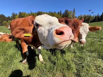 Funny curious cow looking at camera, young animal, cows in a pasture, Bavaria, Germany