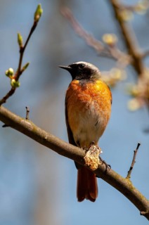 Garden redtail, Phoenicurus phoenicurus, redstart, birds, spring, garden birds, high size,