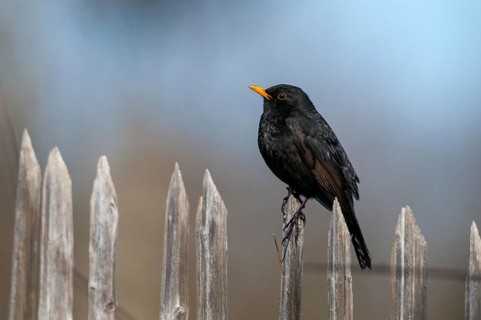 Blackbird, turdus merula, birds, garden, garden, garden fence, male, passeri, songbirds, songbirds,