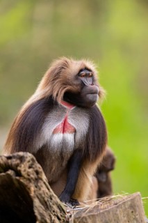 Gelada (Theropithecus gelada) sitting on an old tree trunk, captive, distribution africa