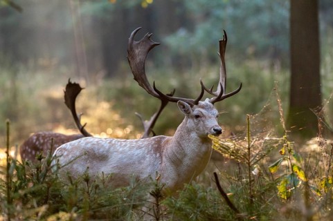 Dama dama, fallow deer, fallow deer, mammals, shovelers, mammals