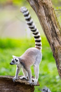 Ring-tailed lemur (Lemur catta) walking on an old tree trunk, captive, Germany