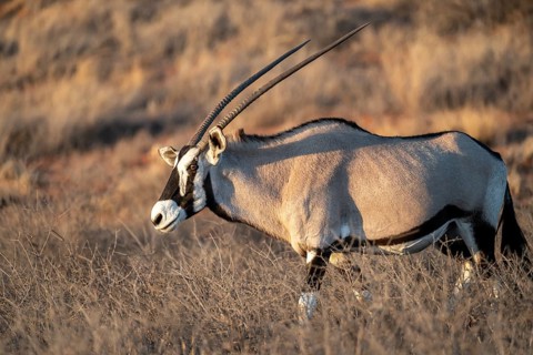 Oryx (Oryx gazella), Kalahari Desert, Kgalagadi Transfrontier Park, South Africa
