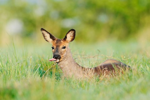 European roe deer (Capreolus capreolus), doe lying in a meadow, spring, North Rhine-Westphalia,