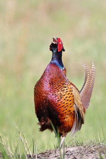 Pheasant, common pheasant (Phasianus colchicus), adult male bird uttering a courtship call in a
