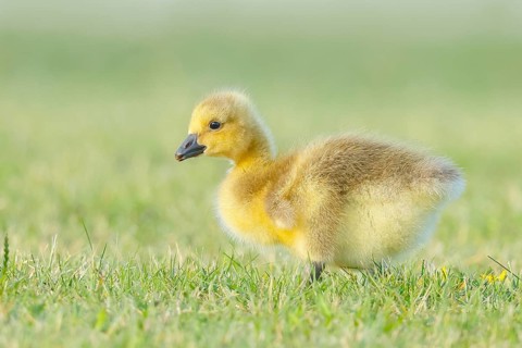 Canada Goose (Branta canadensis), goslings in a meadow, foraging for food, wildlife, nature