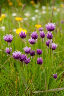 Alliaceae, Allium schoenoprasum var. alvarense, alvar cut leeks, chives, leeks, cut leeks, Sweden,