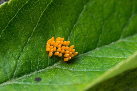 Asian ladybeetle, Asian ladybird, coccinellidae, coccinellinae, harlequin ladybird, harmonia