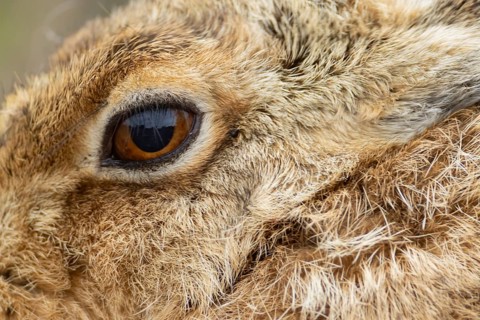 European brown hare (Lepus europaeus) adult animal close up head portrait, England, United Kingdom