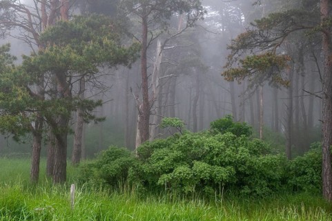Sweden, Atmosphere, Countries, Haze, Landscape, Countries, Fog, Travel, Mood, Sweden, Travels,