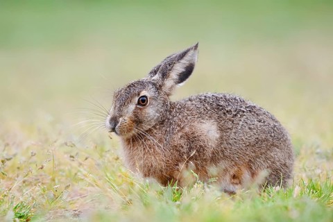 European hare (Lepus europaeus), North Rhine-Westphalia, Germany