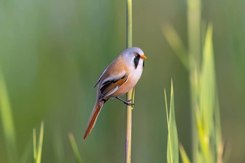 Bearded reedling, bearded tit (Panurus biarmicus) adult male in reedbed perched on reed stem at