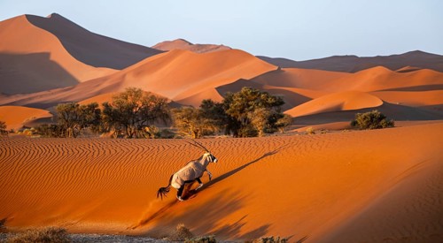 Oryx gazella, oryx antelope walking in front of the red sand dunes of the Namib Desert, Sossusvlei
