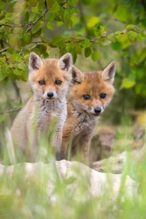 Carnivora, predators, red fox, vulpes vulpes, fox, adolescent, high size, portrait, juvenile,