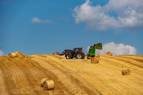 Straw harvest, after harvesting the straw, previously mowed, dried and laid in rows, so-called