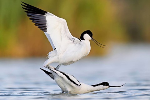 Avocet (Recurvirostra avosetta), a pair mating in shallow water, Camargue Regional Nature Park,