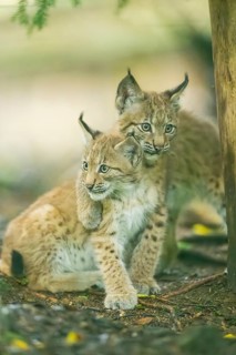 Eurasian lynx (Lynx lynx) youngsters (cubs) playing with each other in a forest, Bavaria, Germany