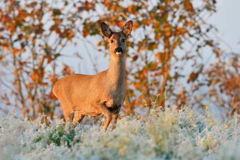 European roe deer (Capreolus capreolus), female roe deer in winter, North Rhine-Westphalia, Germany