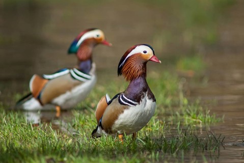 Aix galericulata, mandarin, mandarin duck, anatidae, birds, ducks, ducks, duck birds, leo, male,