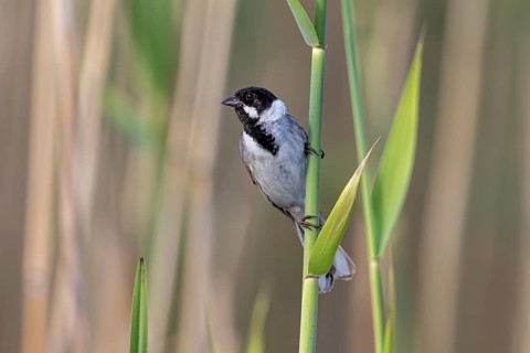 Common reed bunting (Emberiza schoeniclus) adult male in breeding plumage perched on reed stem in