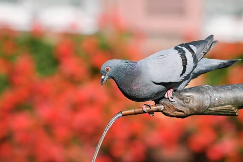A rock pigeon (Columba livia f. domestica) perched on a gargoyle by a fountain, Ribeauville,
